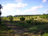 Venta de Campo de 95 hectáreas con 3 Casas en Solís, Dpto. de Canelones