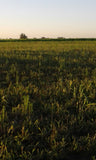54 Hectáreas de Campo Agrícola Ganadero en Minas