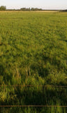 54 Hectáreas de Campo Agrícola Ganadero en Minas