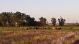 54 Hectáreas de Campo Agrícola Ganadero en Minas