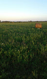 54 Hectáreas de Campo Agrícola Ganadero en Minas