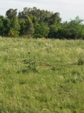 Venta de Campo de 72 has en Depto. de Flores.