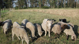 Campo de 2 hectáreas con Casa y Galpones, en Canelones.