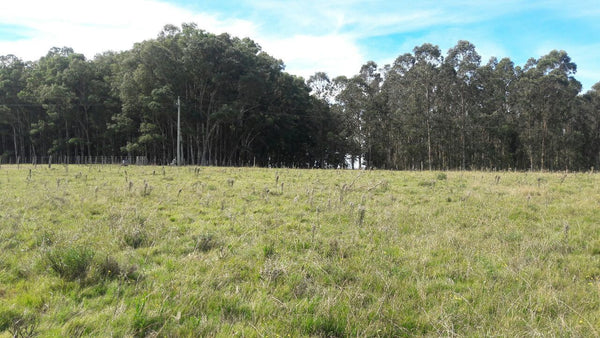 Venta 33 Hectáreas de campo ganadero en Rocha