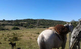 Venta de 87 hectáreas de Campo en Lavalleja