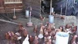 Campo de 2 hectáreas con Casa y Galpones, en Canelones.