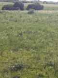 Venta de Campo de 72 has en Depto. de Flores.