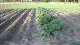 Campo de 2 hectáreas con Casa y Galpones, en Canelones.