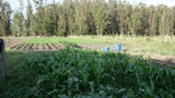 Campo de 2 hectáreas con Casa y Galpones, en Canelones.