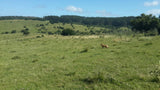 Venta de campo en Maldonado, 77 hectáreas, a 26 K de Rocha  Paraje Alférez  USD 3900 la Há