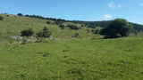 Venta de campo en Maldonado, 77 hectáreas, a 26 K de Rocha  Paraje Alférez  USD 3900 la Há