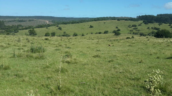 Venta de campo en Maldonado, 77 hectáreas, a 26 K de Rocha  Paraje Alférez  USD 3900 la Há